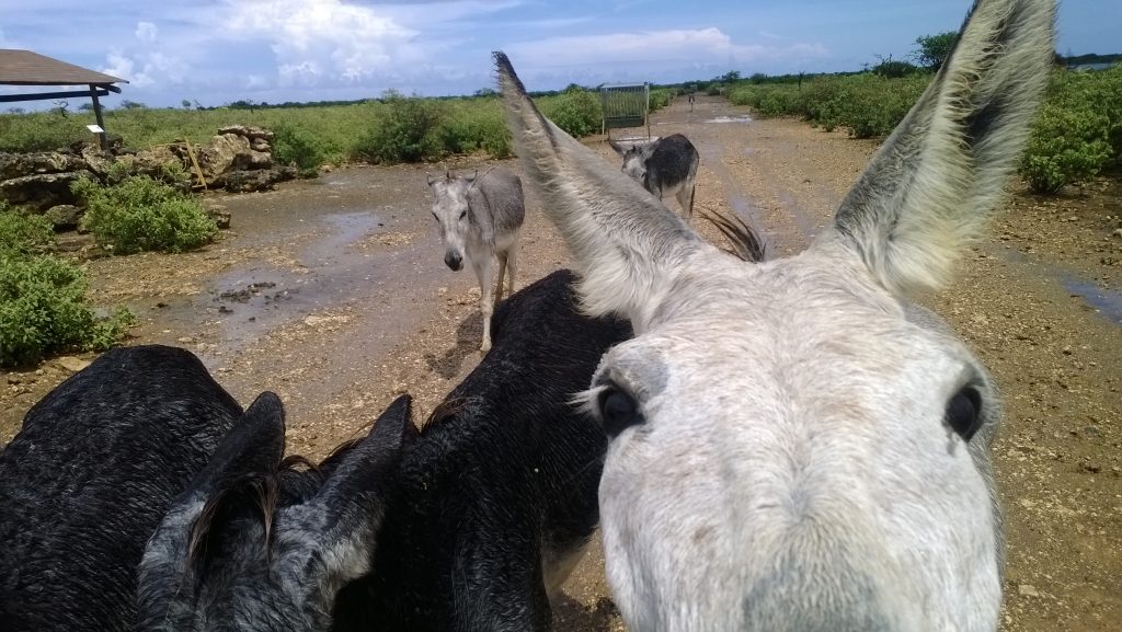 Donkey Sanctuary